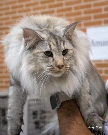 Mia